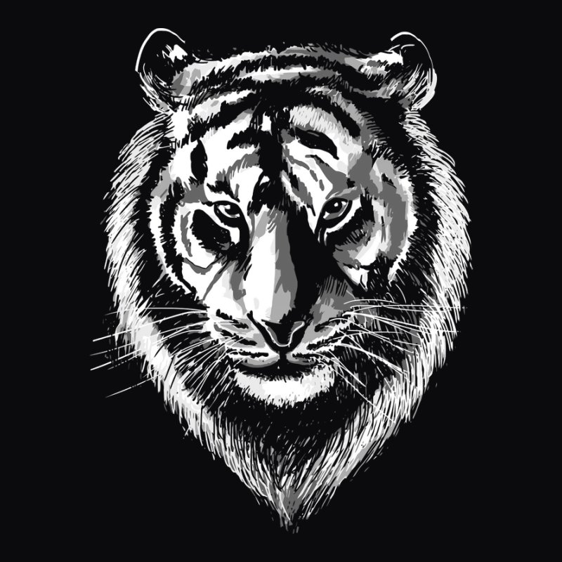 Tigris Fej