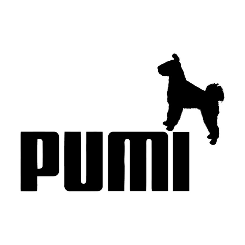 Pumi