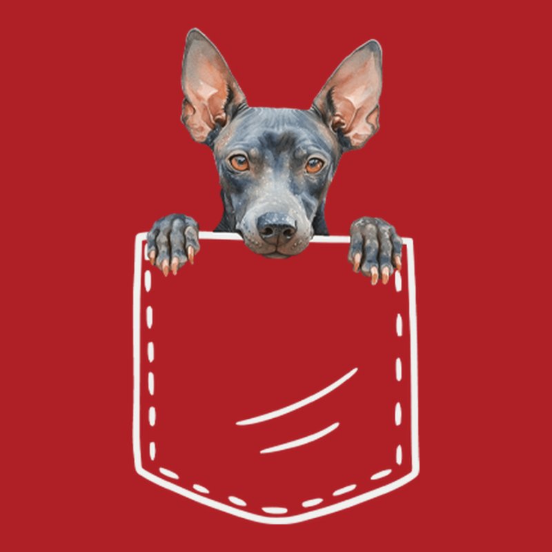 Amerikai Meztelen Terrier Zseb